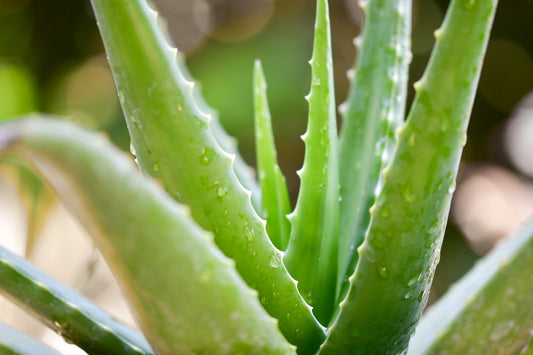 Aloe Vera - What Is It and Why We Love to Use It